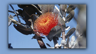 1993_WA_D05-16-11_Eukalyptus (Eucalyptus macrocarpa).jpg